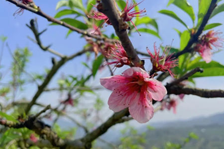 怎样用桃花催旺桃花运